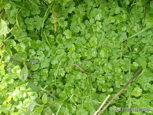 国产人人草,人人草,绿色健康生活新选择